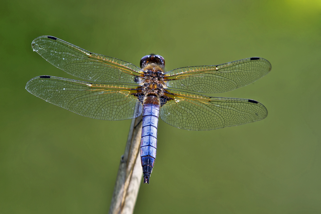Spitzenfleck – Aufgenommen am 18. Mai 2015 am Flachsee an der alten Reuss.