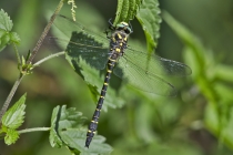 Zweigestreifte Quelljungfer