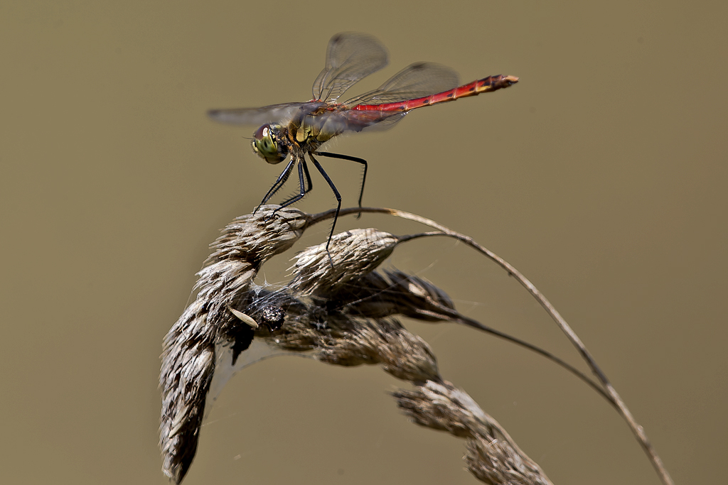Sumpf-Heidelibelle – Aufgenommen am 4. August 2016 an der Stillen Reuss bei Rottenschwil (AG)