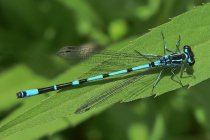 Fledermaus-Azurjungfer
