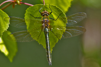 Gemeine Smaragdlibelle