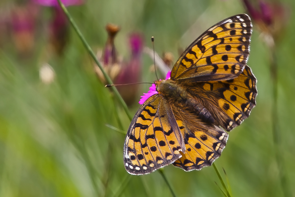 Grosser Perlmutterfalter