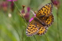 Grosser Perlmutterfalter