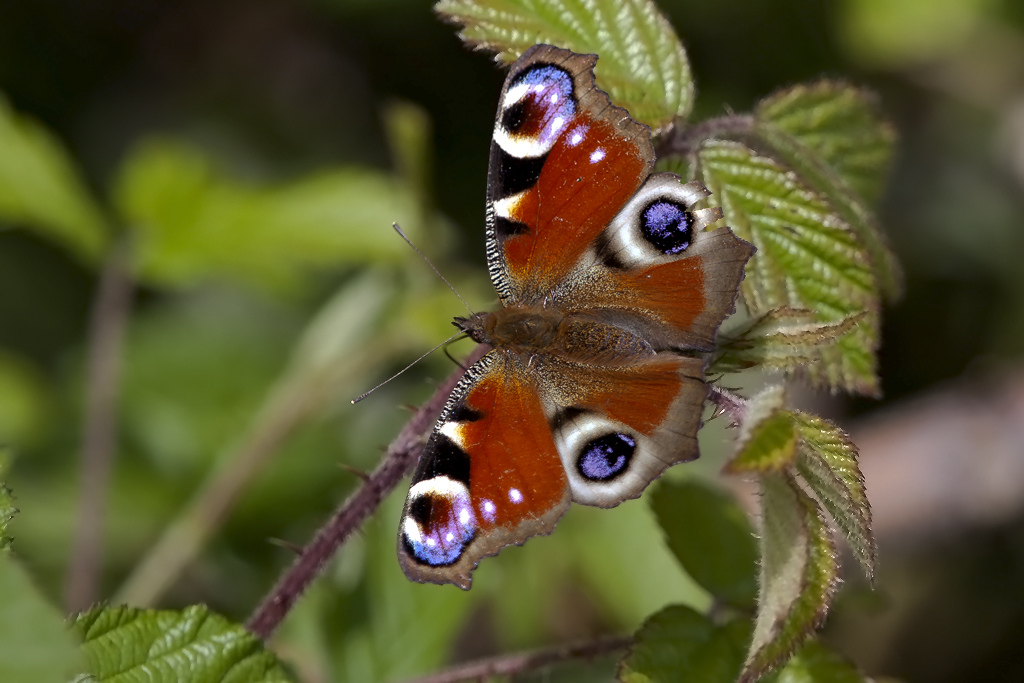 Tagpfauenauge