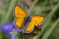 Kleiner Ampferfeuerfalter