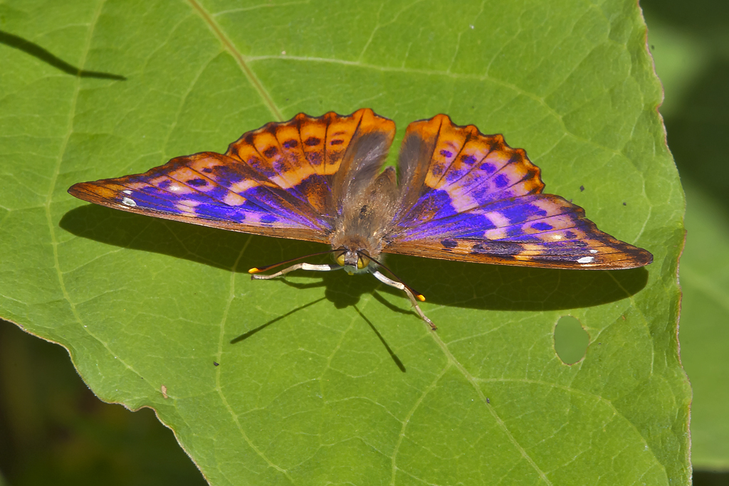 Kleiner Schillerfalter – Aufgenommen am 25. August 2013 in der Bolle die Magadino