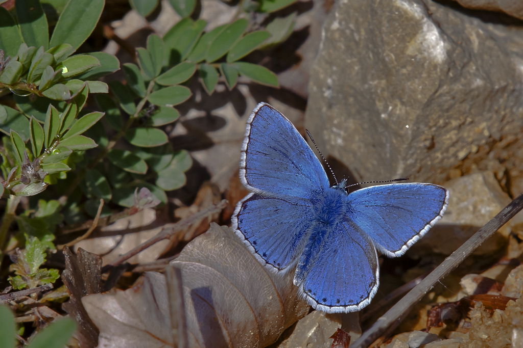 Himmelblauer Bläuling – Aufgenommen am  14. Mai 2014 auf der Blauen Weide (BL)