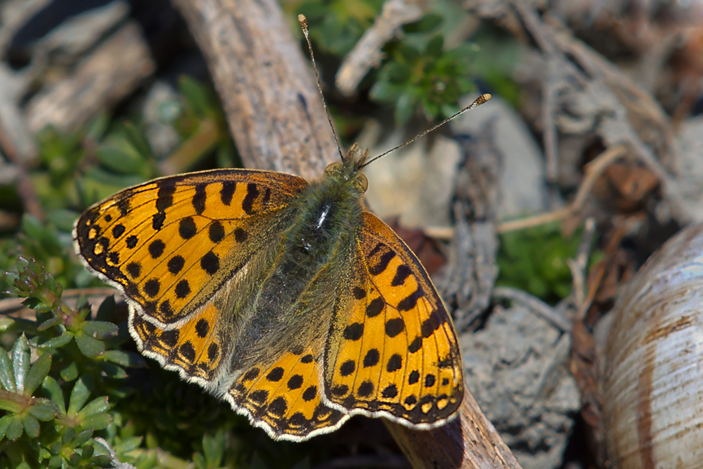 Kleiner Perlmutterfalter