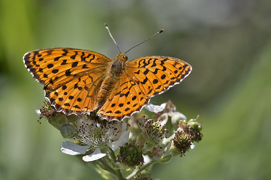 Brombeer Perlmutterfalter – Brombeer Perlmutterfalter auf Brombeerblüten aufgenommen am 24. Juni 2015 in der Petite Camargue Alsacienne.