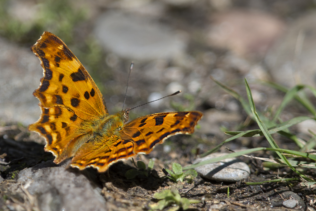 C-Falter – Aufgenommen am 24. Juni 2015 in der Petite Camargue Alsacienne.