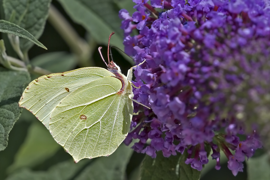 Zitronenfalter – Aufgenommen am 14. Juli 2015 in Therwil