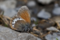 Alpenwiesenvögelchen