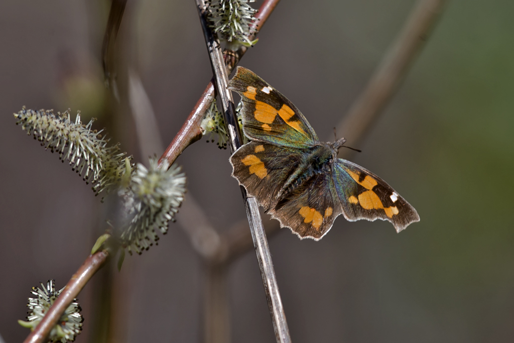 Zürgelbaum-Schnauzenfalter – Aufgenommen am 17. März 2016 in Castel San Pietro TI, einen Tag nach dem letzten Schneefall.