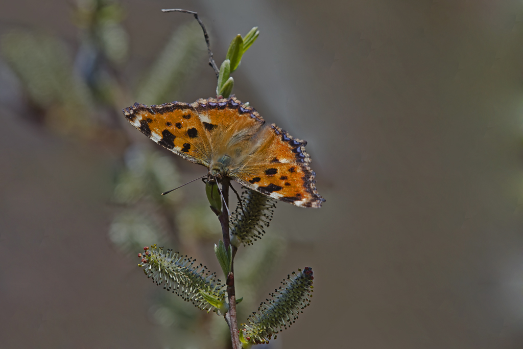 Grosser Fuchs – Aufgenommen am 17. März 2016 in Castel San Pietro TI, einen Tag nach dem letzten Schneefall.