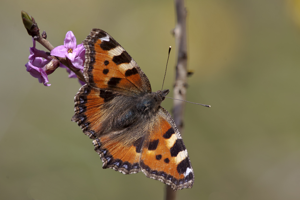Kleiner Fuchs – Aufgenommen am 7. März 2014 im Naturschutzgebiet Fanel am Neuenburger See an der Blüte eines Seidelbasts.