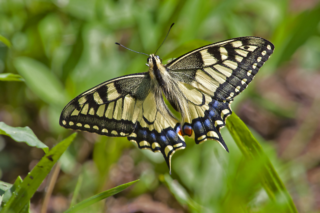 Schwalbenschwanz – Aufgenommen am 12. August 2012 in der Bolle di Magadino (TI)