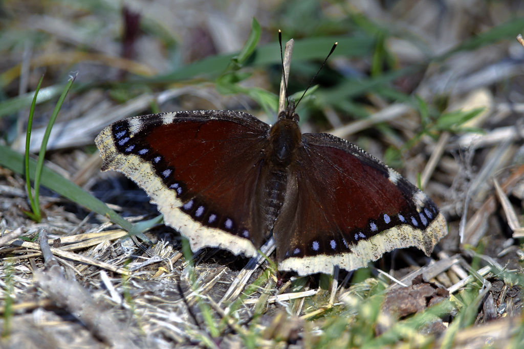 Trauermantel – Fotografiert am 5. April  2017 bei Radet in der Gemeinde Leuk im Wallis