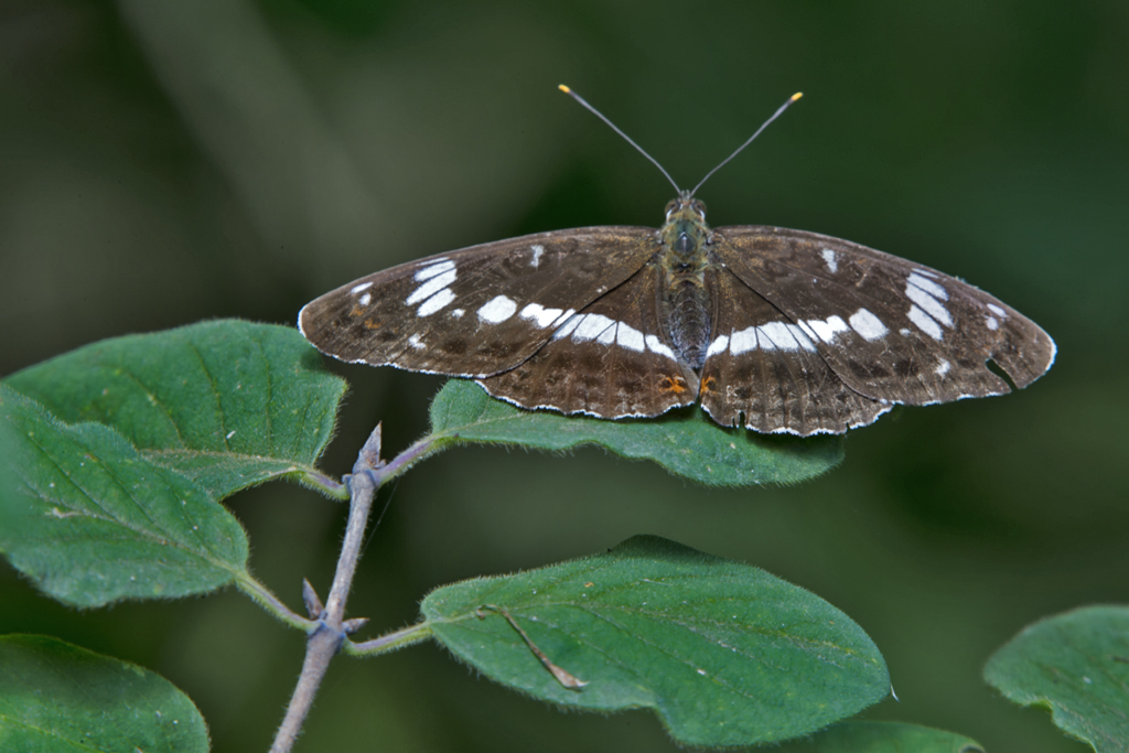 Kleiner Eisvogel – Aufgenommen am 12. Juli 1917 in der Petite Camargue Alsacienne