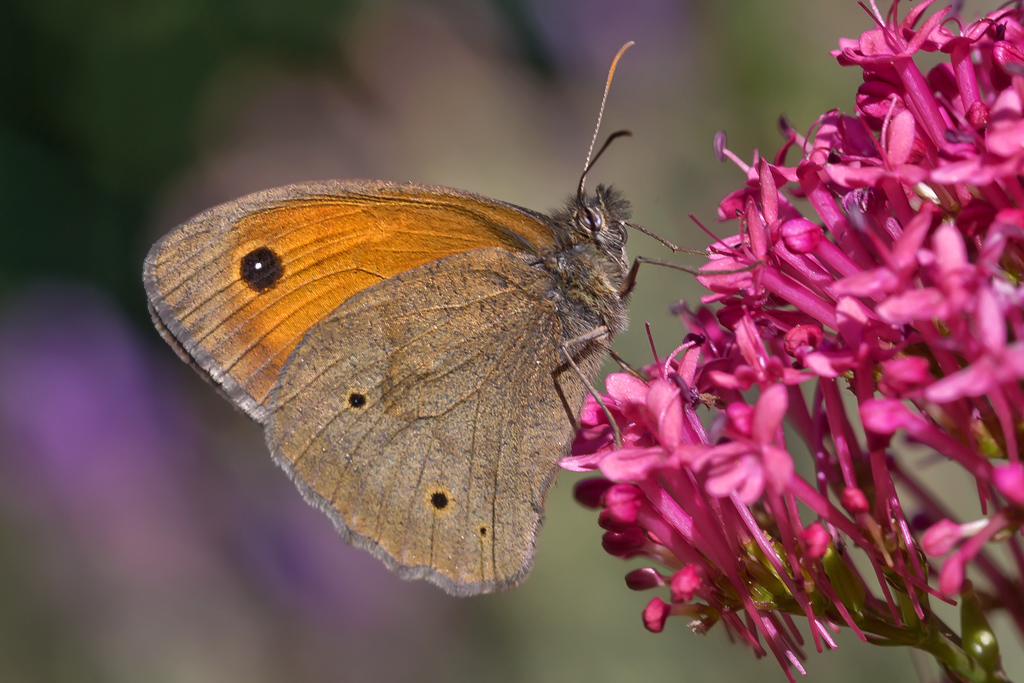 Grosses Ochsenauge – Aufgenommen in Therwil am 31. Mai 2020