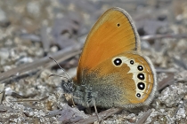 Darwins Wiesenvögelchen