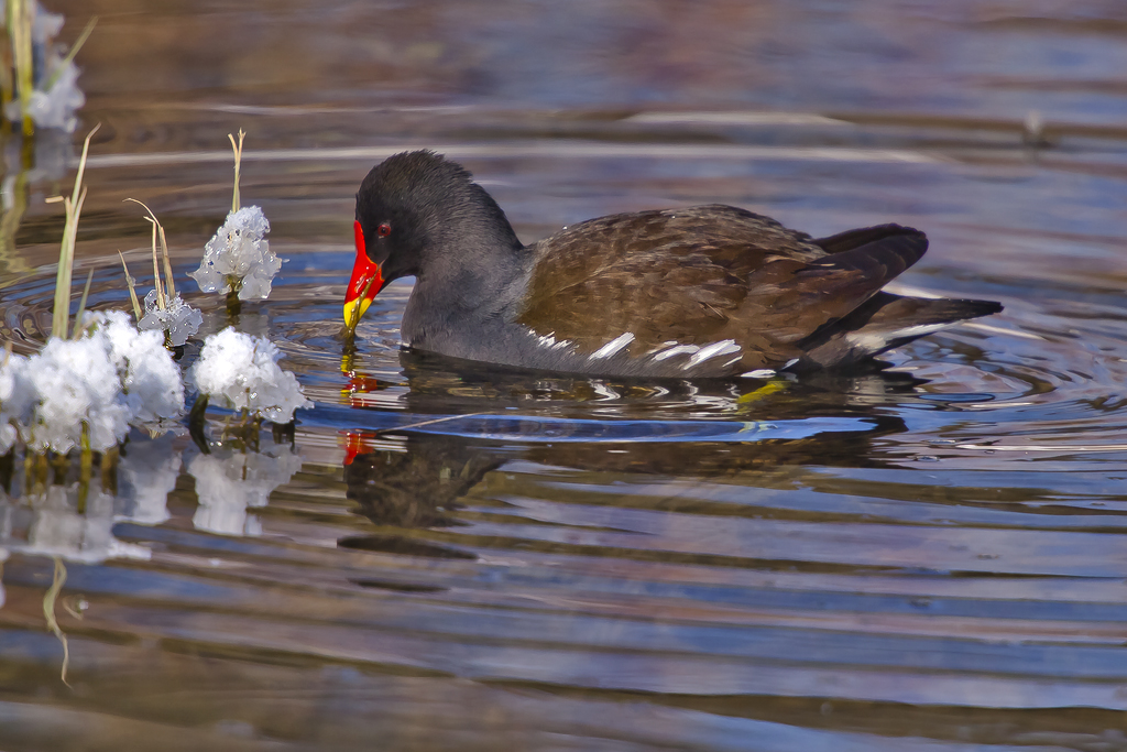 Teichhuhn – Aufgenommen am 6. Februar 2012 beim Überlaufbecken am Birsig in Therwil.