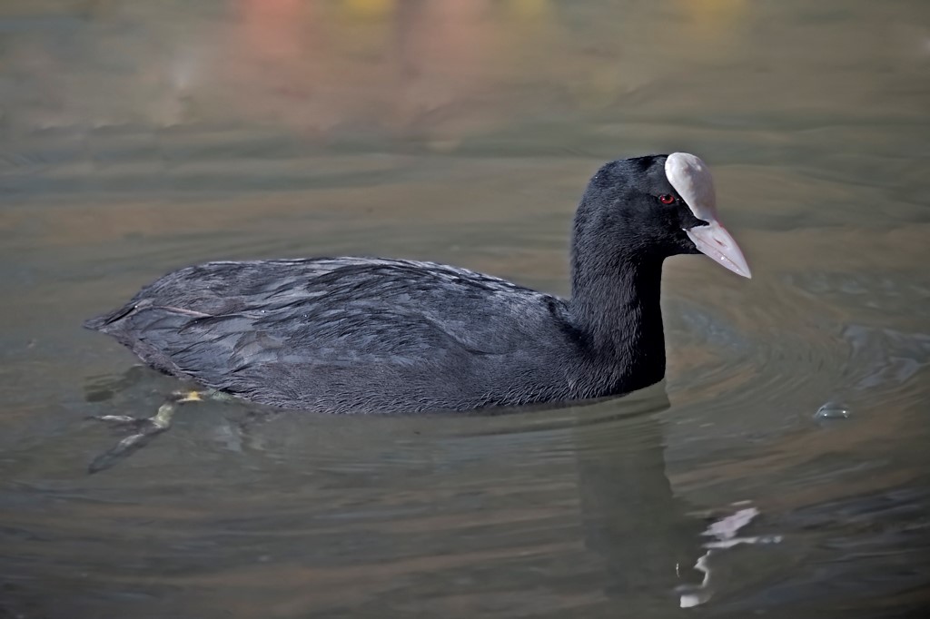 Blässhuhn – Blässralle aufgenommen am 27. Februar 2016 in der Petite Camargue Alsacienne