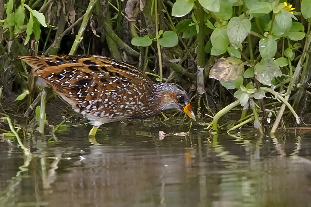 Tüpfelsumpfhuhn – Aufgenommen am 4. September 2017 am Klingnauer Stausee