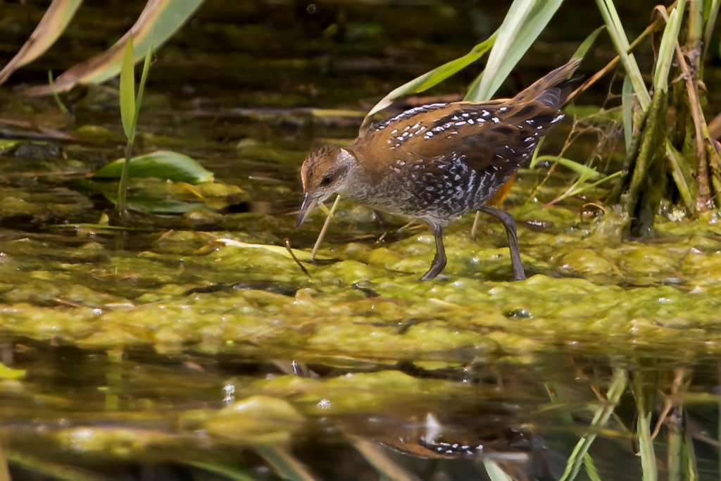 Zwergsumpfhuhn – Aufgenommen am 25. August 2020 im Kaltbrunner Riet bei Uznau SG