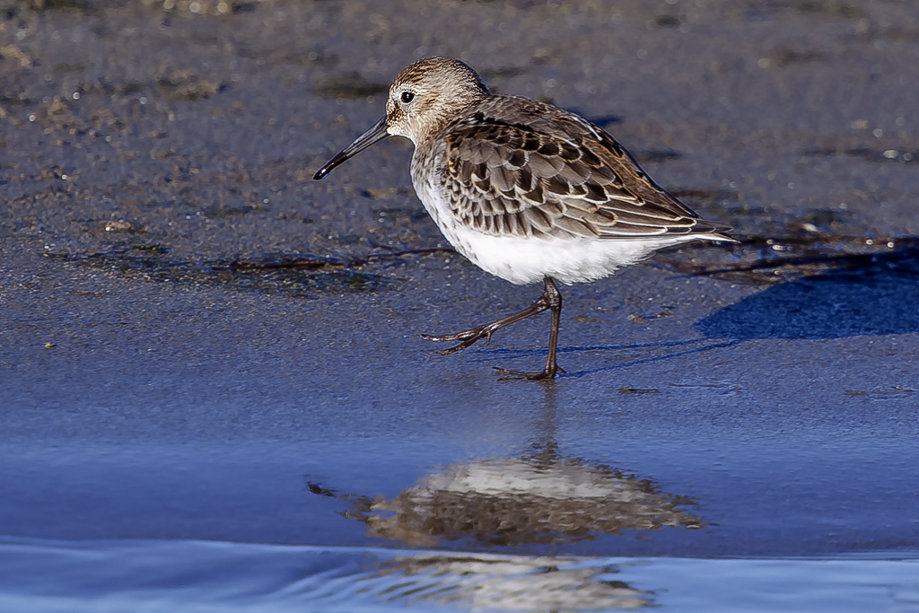 Alpenstrandläufer – Alpenstransläufer im Schlichtkleid
