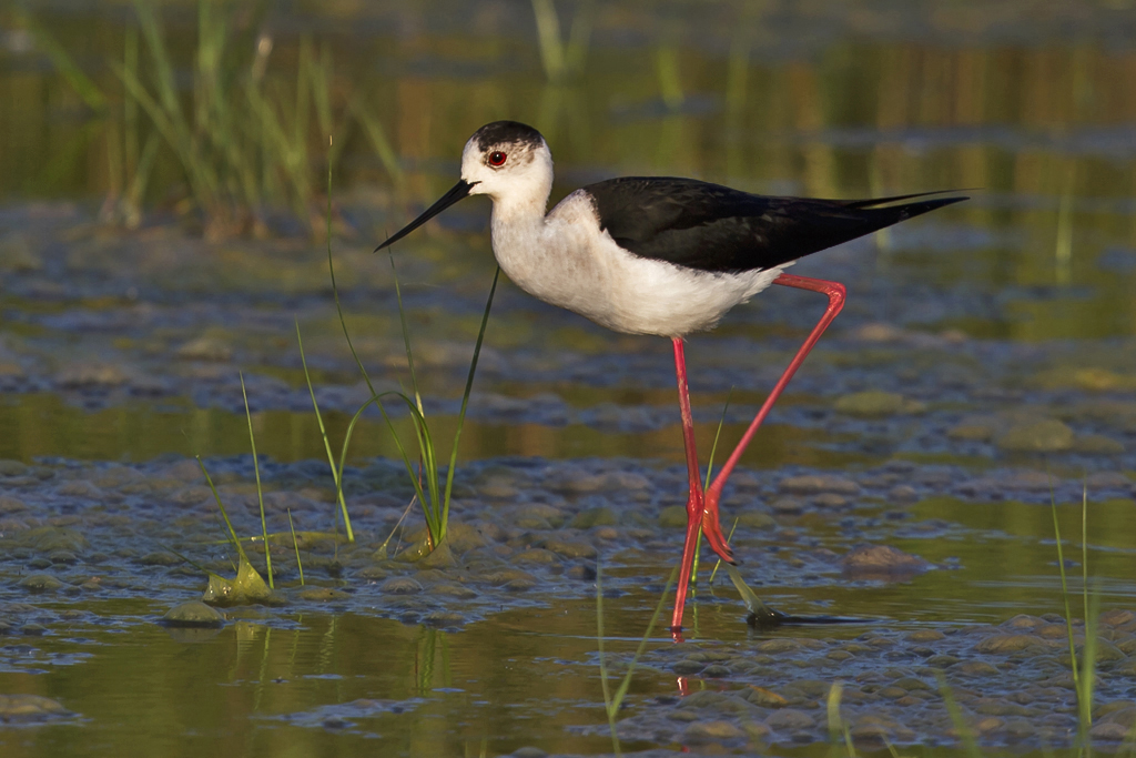 Stelzenläufer – Aufgenommen am 4. Juni 2017 bei Illmitz-Hölle am Neusiedlersee