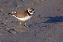 Sandregenpfeifer