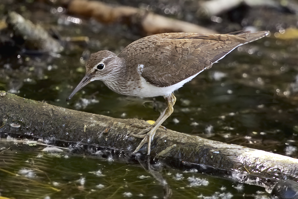 Flussuferläufer – Aufgenommen am 18. Juli 2012 am Neuenburger See bei Yverdon.
