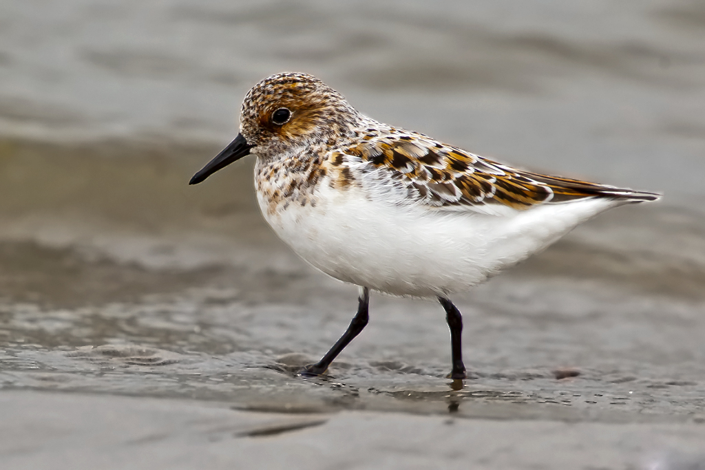 Sanderling