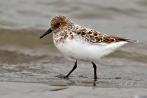 Sanderling