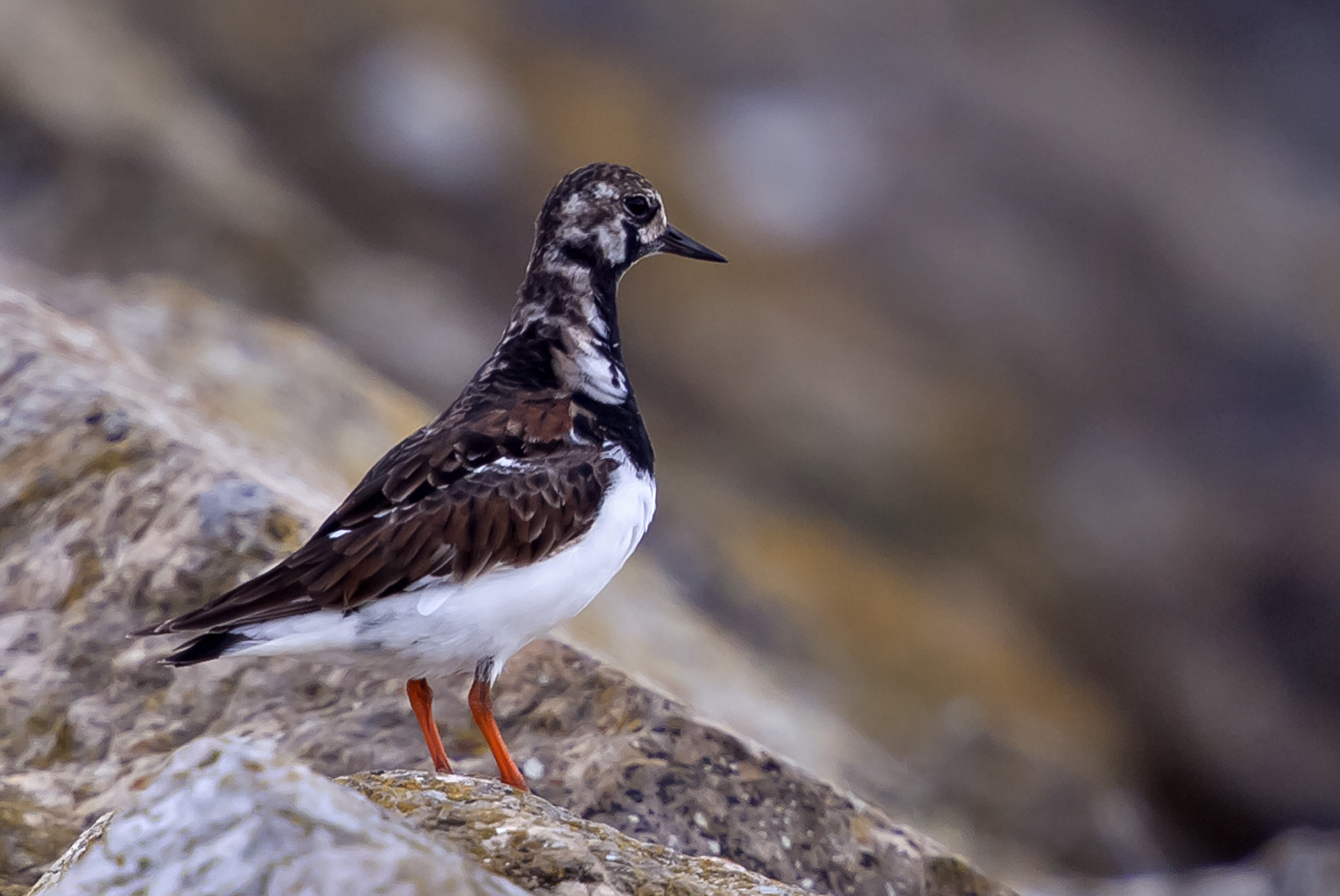Steinwälzer – aufgenommenen am 13. Mai 2013 am Neuenburger See auf dem Zug in die skandinavischen Brutgebiete 