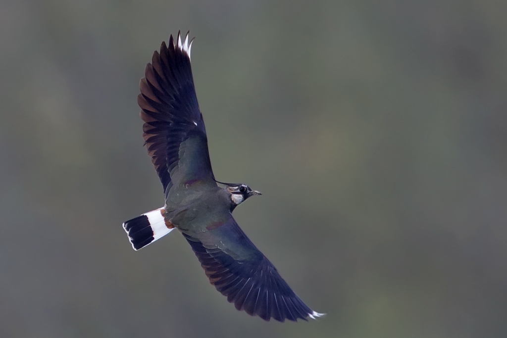 Kiebitz – Aufgenommen am 6. April 2016 in der Petite Camargue Alsacienne