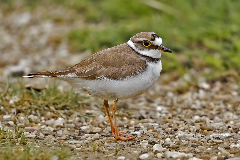Flussregenpfeifer – Aufgenommen am 15. Mai 2016 in Illmitz am Neusiedlersee (A)