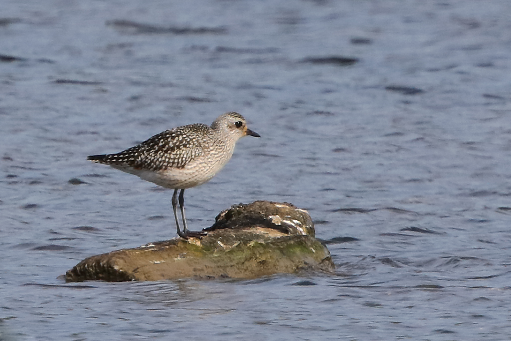 Kiebitzregenpfeifer – Aufgenommen am 14. Oktober 2019 am Klingnauer Stausee AG