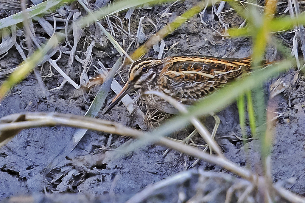 Zwergschnepfe – aufgenommen am 11. Oktober 2023 in La Sauge am Neuenburgersee