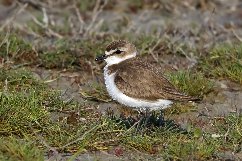 Seeregenpfeifer – Seeregenpfeifer im Schlichtkleid aufgenommen am 16. Mai 2016 im Seewinkel am Neusiedlersee bei Illmitz.