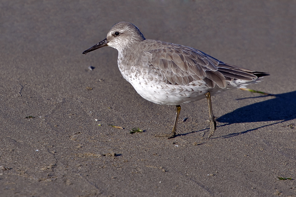 Knutt – Aufgenommen am 17. Oktober 2013 auf einer Sandbank am Neuenburgersee