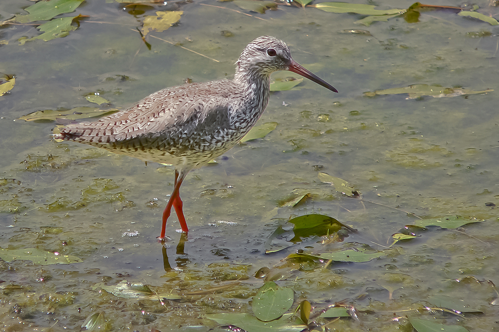 Rotschenkel – Aufgenommen am 16. Juli 2005 im Naturschutzzentrum La Sauge