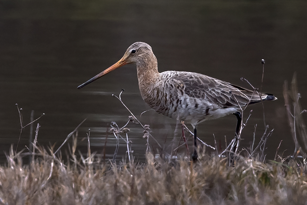 Uferschnepfe – Aufgenommen bei der Nahrungssuche am 10. März 2015 im Flachwasserteich von La Sauge VD