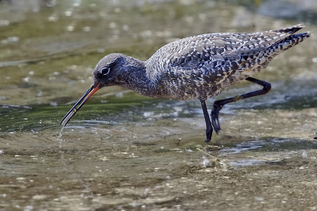 Dunkler Wasserläufer