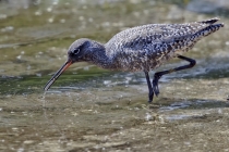 Dunkler Wasserläufer