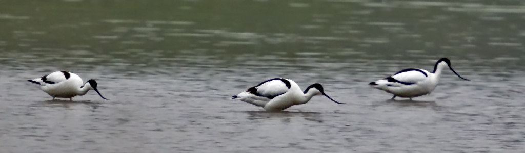 Säbelschnäbler – Aufgenommen am 21. April 2016 am Flachsee