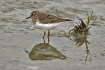 Temminckstrandläufer