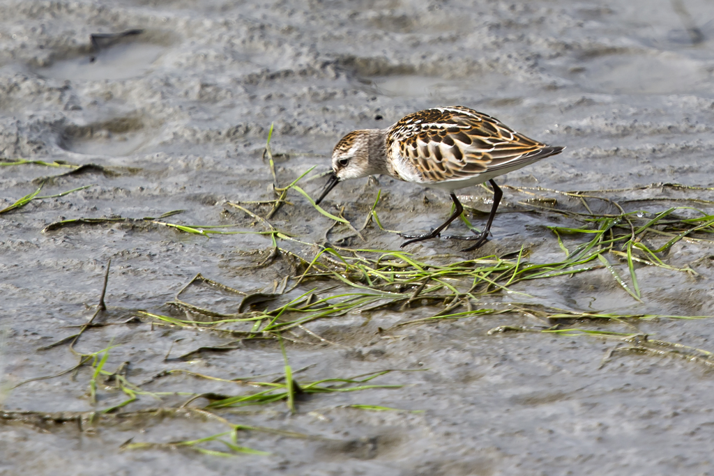 Zwergstrandläufer – Aufgenommen am 1. Oktober 2017 auf dem Rheindamm bei Fussach am Bodensee (A)