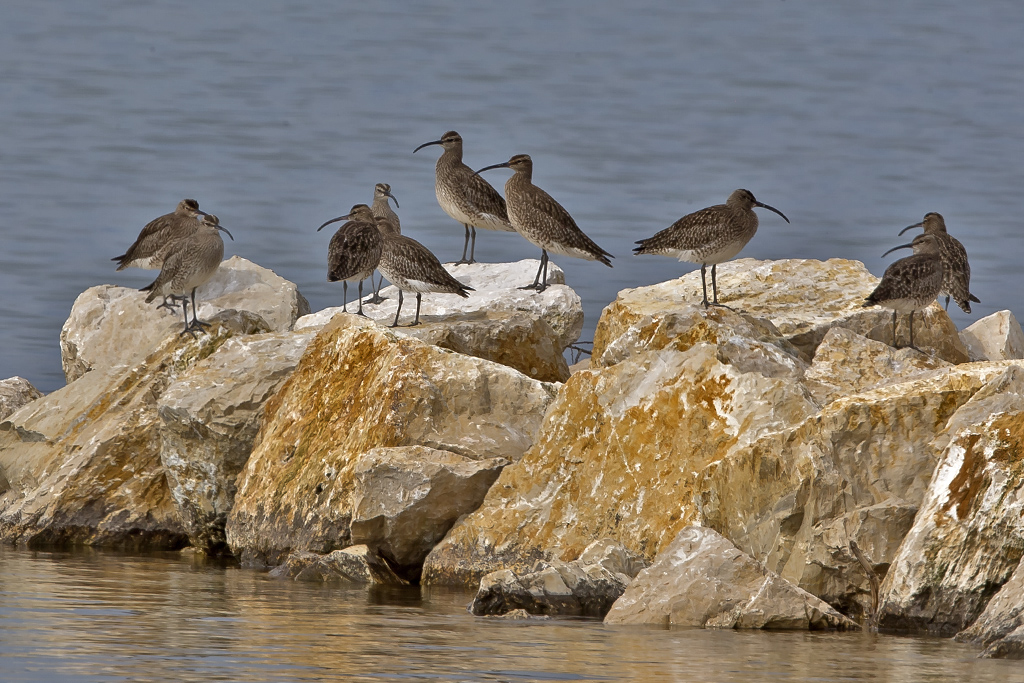 Regenbrachvogel – Aufgenommen am 31. März 2016 im Chablais de Cudrefin VD