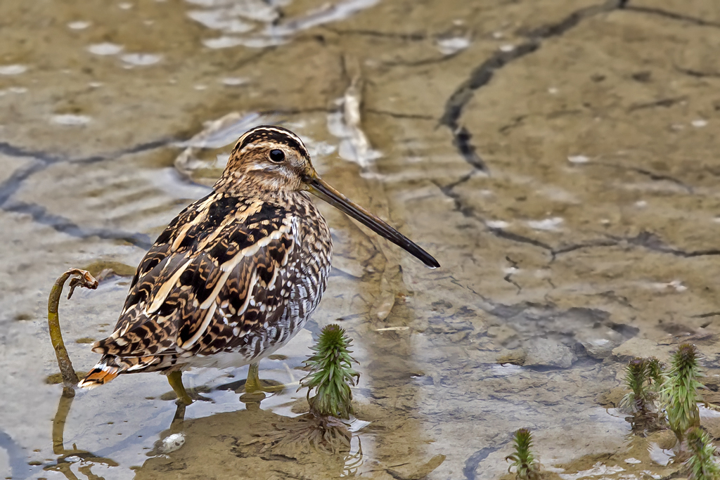 Bekassine – aufgenommen am 8. April 2019 in Poutafontana VS
